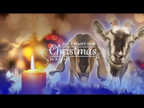 Swedish Revelers Get Their Goat — Again — As Holiday Tradition Meets Annual Arson