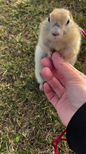 KOKO (@kokothesquirrel)’s videos with MK7 Main Menu - MARIO MUSIC!