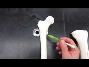 Femur, Tibia, Fibula