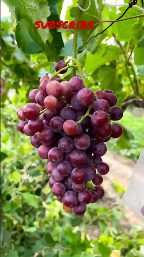 #shots ,#flame seedless grapes