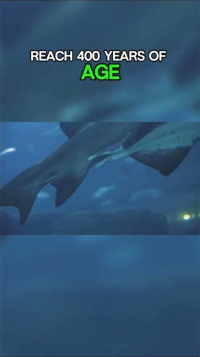 Top Ten Most Unique Species of the Arctic: Greenland Shark