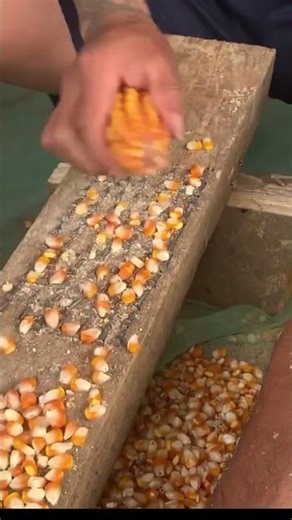 DIY corn sheller and how to use🌽#DIY #cornsheller #corn #farmer #farmer #farminglifestyle