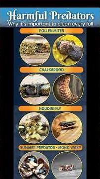 HOW TO PROTECT MASON BEES FROM PREDATORS!