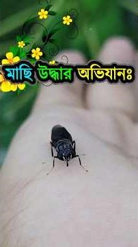 মাছি উদ্ধার অভিযান 🐝 | Black Soldier Fly Larva 🐛 | মাছির লার্ভা 🦟 | Fishing Bait 🎣 | মাছ ধরার টোপ