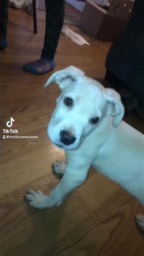 #canecorsoitaliano #dogbreed #puppy #canecorso #corsoking #corso #mastiff #mastiffbreed #mastiffdog