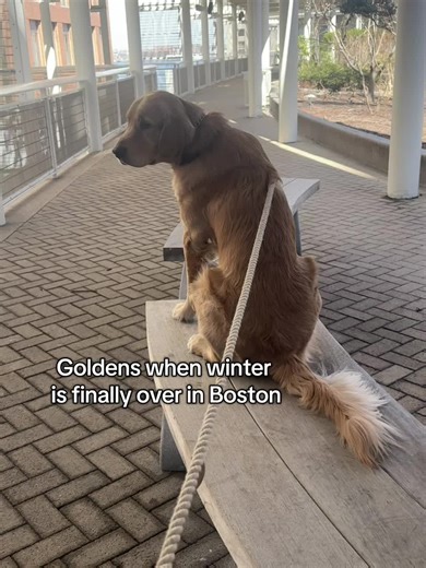 Golden Retrievers Embrace Spring Vibes in Boston