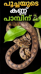 Cat eyes and a snake's body😺🐍 | Meet the Mysterious Cat Snake #herping #snakesofkerala #snake