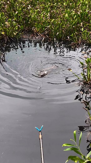 985K views · 8.5K reactions | Truy tìm ẩn số ao ôg bác p3...