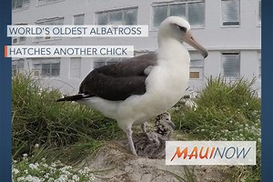 World’s Oldest Albatross Hatches Another Chick at Midway | Maui Now