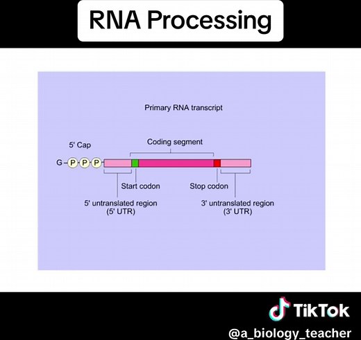 RNA Processing Explained: Gene Regulation and Biology Insights