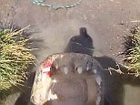 GoPro footage of Jason wrestling 10ft alligator with bare hands