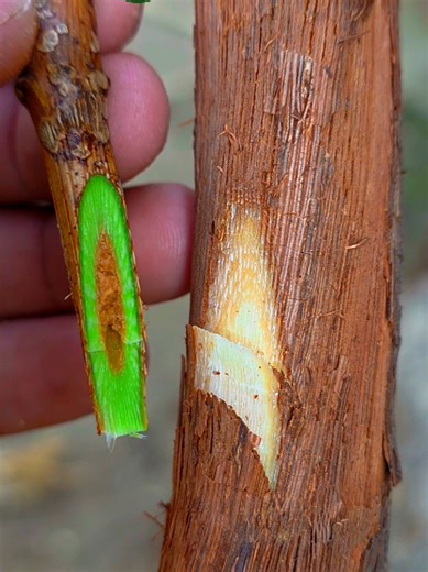 Successful grafting techniques | Grapevine grafting | Grafting plants #bonsai #plantcare #planttok #agricultura #farming