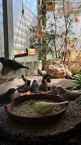 19K views · 1.5K reactions | La vida en voladera | Me gustan las aves | Facebook