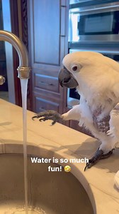 My parrot loves washing her “feet” 🤣 #cockatoo #parrot #animals #funny #happy | The Parrot Lady
