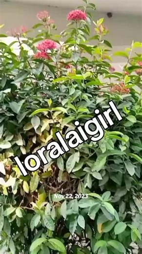 Explore Unique Voice Effects on This Day