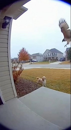 Dog Stops Hawk Attack (Caught on Camera)