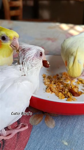 5.3K views · 315 reactions | Baby birds eating soft food 殺 #fypシ #foryouシ #birds #cockatiel #Amazing #love #everyone #parrot | Cutie Bird's | Facebook