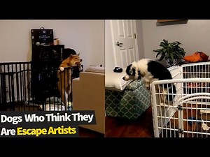 Top 10 Sneaky Dogs Who Are Master Escape Artists | Funny Dogs Escaping