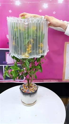 #四季桂花 四季可种四季开花#四季桂花树 盆栽地栽都可以#阳台小院盆栽均可种植 #桂花开了 香味扑鼻，好闻又好看#四季桂花盆栽