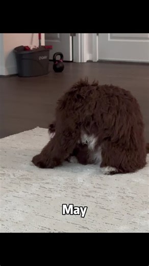 Year review of a labradoodle puppy