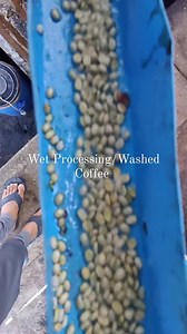 𝐖𝐞𝐭 𝐏𝐫𝐨𝐜𝐞𝐬𝐬𝐢𝐧𝐠 𝐏𝐫𝐨𝐜𝐞𝐬𝐬 𝐨𝐟 𝐀𝐫𝐚𝐛𝐢𝐜𝐚 𝐂𝐨𝐟𝐟𝐞𝐞: 𝐓𝐡𝐞 𝐒𝐞𝐜𝐫𝐞𝐭 𝐭𝐨 𝐂𝐫𝐞𝐚𝐭𝐢𝐧𝐠 𝐏𝐮𝐫𝐞 𝐅𝐥𝐚𝐯𝐨𝐫 Wet processing is not only a coffee production method that delivers unique flavor and high quality, but is also an important step in the production of organic Arabica coffee. This preliminary processing process is carried out with care and strict control from harvesting to drying and selection. Below is the process of wet processing of organic Arabica coffe