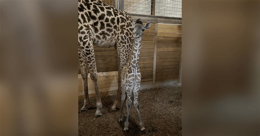 Meet Kansas City Zoo’s newest addition, a 6-foot-tall baby giraffe