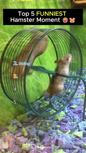 Ranking TOP 5 FUNNIEST Hamster Moments #shorts #hamster #viral