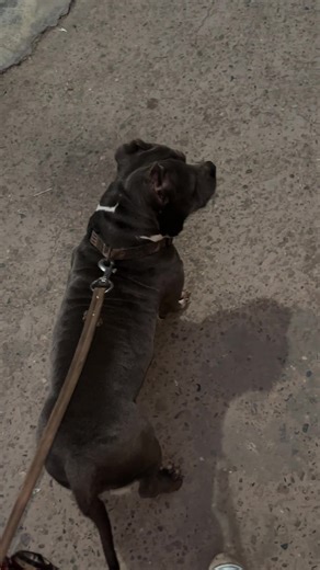 American Bully Training Tips for New Owners