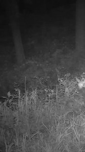 25K views · 581 reactions | Tiny FAWN In The DARK!!! | Camera In The Woods | Facebook