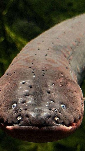 The Shockwave of the Amazon: Electric Eel Never mistake this slithering swimmer for an ordinary fish. The Electric Eel—found in the Amazon and Congo river basins—is a living power station capable of generating up to 800 volts of electricity. One touch can knock a human unconscious or cause severe nerve damage. It uses its shocking power not just for defense but also to hunt in coordinated groups, stunning prey with synchronized electric jolts. While it looks calm underwater, it’s best admired fr