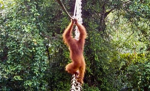 Scientists Capture First-Ever Footage of Orangutan Using Human-Built Bridge