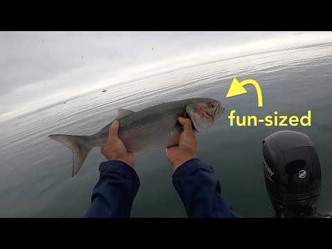 Cape Cod Fishing: BLUEFISH FEEDING FRENZY in Buzzards Bay