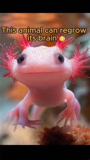 This Smiling Animal Can Regrow Its Brain 😳 | Axolotl