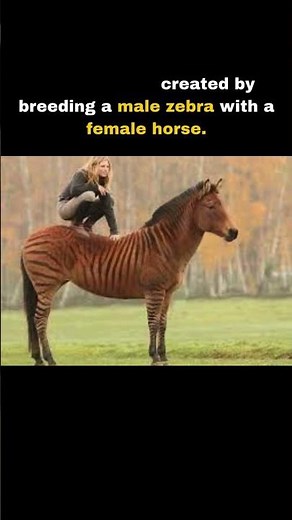 Zorse: The Rare Hybrid of a Zebra and Horse You’ve Never Seen!