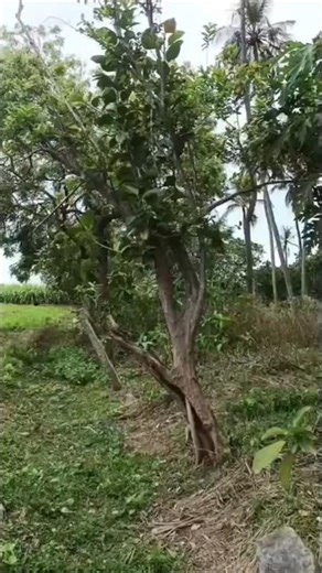 Trees friendship #song Guava tree and banyan tree
