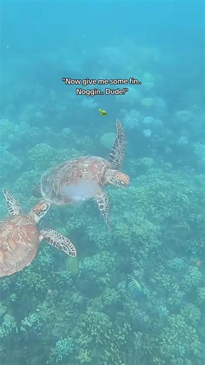 Now Give Me Some Fin, Noggin, Dude!