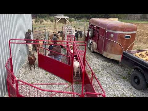 Goat handling system