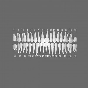 3D Printable Human Teeth Stls From CT Scan - Etsy Canada