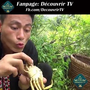 2.3M views · 25K reactions | Compétence de survie - Primitive Life attrape le grand crabe par la boue en saison sèche et le crabe à la cuisson - Manger de délicieux | Découvrir TV | Facebook