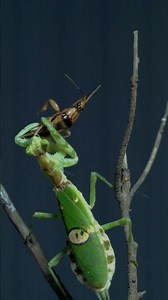 The Moment a Praying Mantis Hunts #insects #prayingmantis #hunting