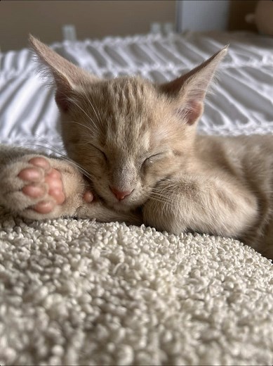 The World's Cutest Kitten Sneeze Compilation