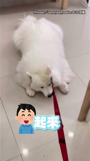 【賴皮狗】薩摩耶趴地「四輪鎖死」拒打針 #Shorts