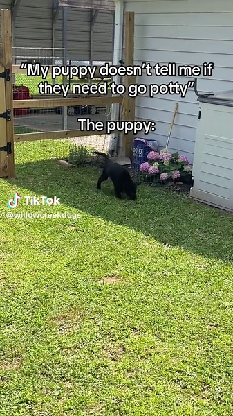 Willow Creek Dog Training on TikTok