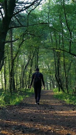 Forest Sound | Forest Ambience | Forest is For Rest | 森は休息の場所