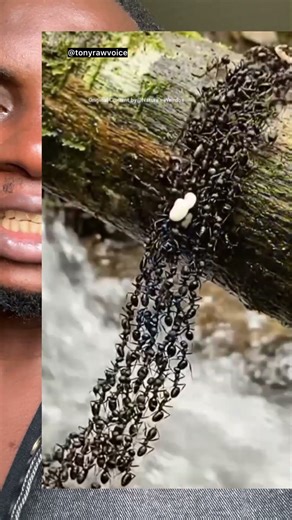 Every nation need to learn from this ants #shorts