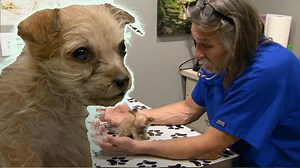 385K views · 13K reactions | Esta pequeña cachorrita ha sido recién adoptada por una familia que ha comenzado a notar un leve desgano #DrJeff #Veterinario | Animal Planet Latinoamérica | Facebook