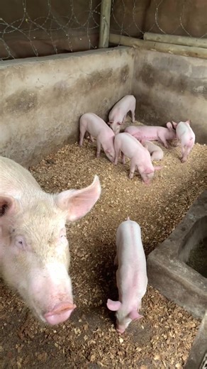 At Ekhaya Farms, our pigs play an important role in promoting sustainable and efficient farming. Pigs are natural recyclers, they convert leftover food and farm by-products into valuable nutrients, helping maintain a healthy farm ecosystem. They grow quickly, adapt well to different environments, and provide high-quality meat when raised with proper care. We ensure our pigs have clean shelter, balanced feed, and regular health checks to support strong growth and overall wellbeing. By investing i