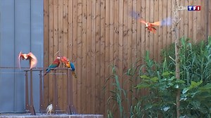 39K views · 835 reactions | On vous emmène à Parrot World, le parc animalier refuge des perroquets. | TF1 INFO | Facebook