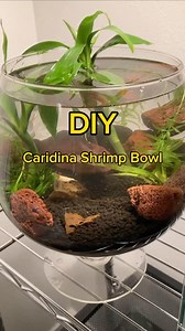 101K views · 1.5K reactions | Quick Caridina shrimp tank setup guide!...