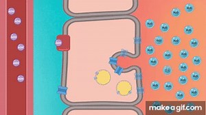 Function of ADH on Make a GIF